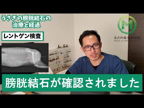 ウサギの尿路結石を防ぐ3つの秘訣｜カルシウム過剰対策法