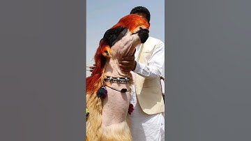 World Record janwar 👆 subscribe Karen channel Sabir goat farm ka 2024 #goat #mandi #video #status