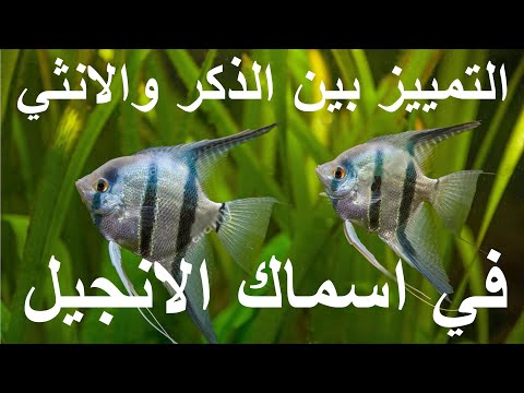 التمييز بين الذكر والانثي في اسماك الانجل