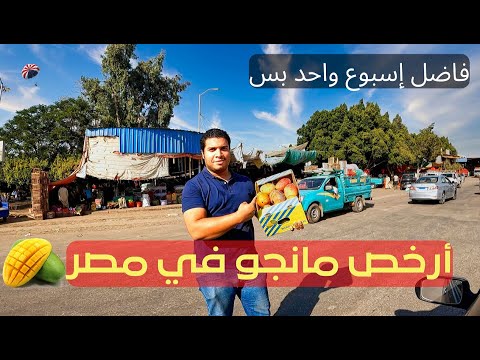 تجيب منين أرخص مانجو في مصر