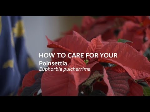 Vídeo: Consells sobre la cura de les plantes de poinsettia