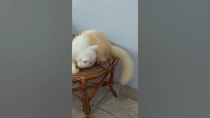 Video 11743491: cats kitten cutecat catlovers, cats catlover kitten cute, cat kitten persia