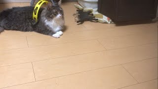 タンバリンを鳴らす猫 ノルウェージャンフォレストキャットcat that sounds a tambourine.Norwegian Forest Cat.
