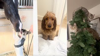 Pets That Will Make 2024 The Best Year Ever! by PetsOnly 500 views 3 months ago 8 minutes, 1 second