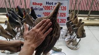 Cúm núm giả hàng đẹp giá rẻ LH 0981 767 026
