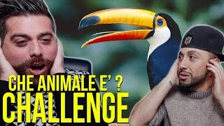 CHE ANIMALE E' ? CHALLENGE