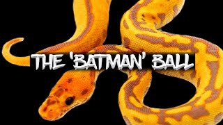 The 'Batman' Ball Python - YouTube