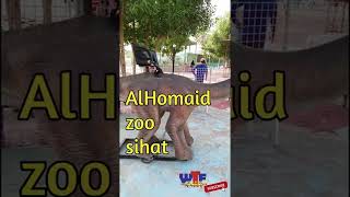 Al Homaid Zoo, SIHAT - SAUDI ARABIA