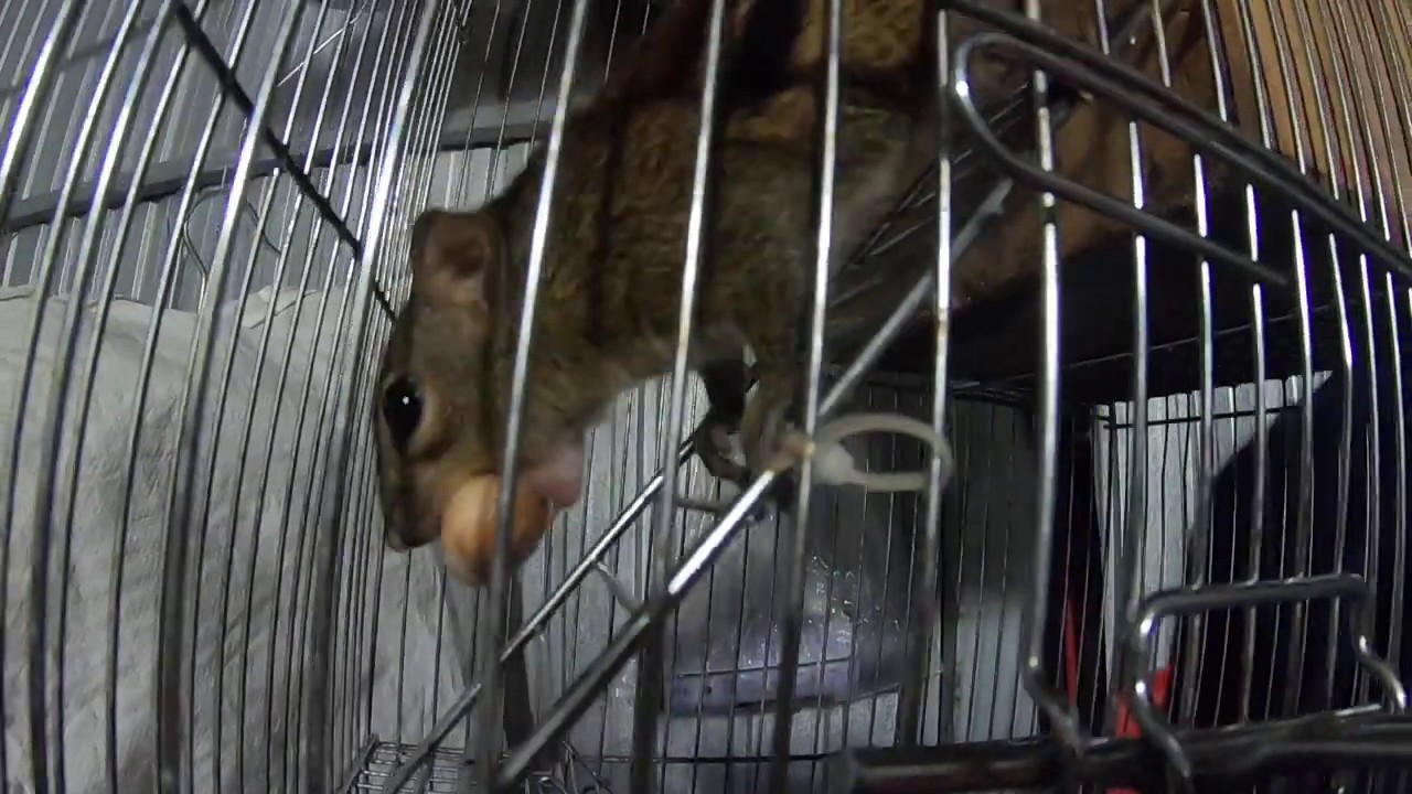 Two squirrels eat jackfruit seeds at dinner YouTube