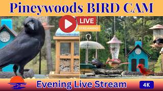 🐿️ Bird Feeder Cam LIVE | Cardinals, Doves, Blue Jays & Titmice