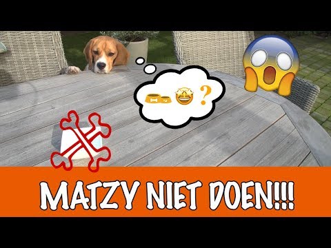 Video: Is chook poo slecht voor honden?