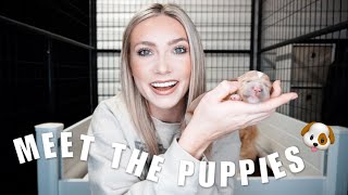 MY GOLDENDOODLE HAD 8 PUPPIES | Meet The Puppies & Litter Theme Annoucement