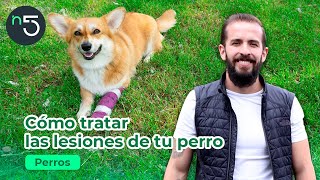 How to Treat Your Dog's Injuries | Dogs in Five | En5.mx