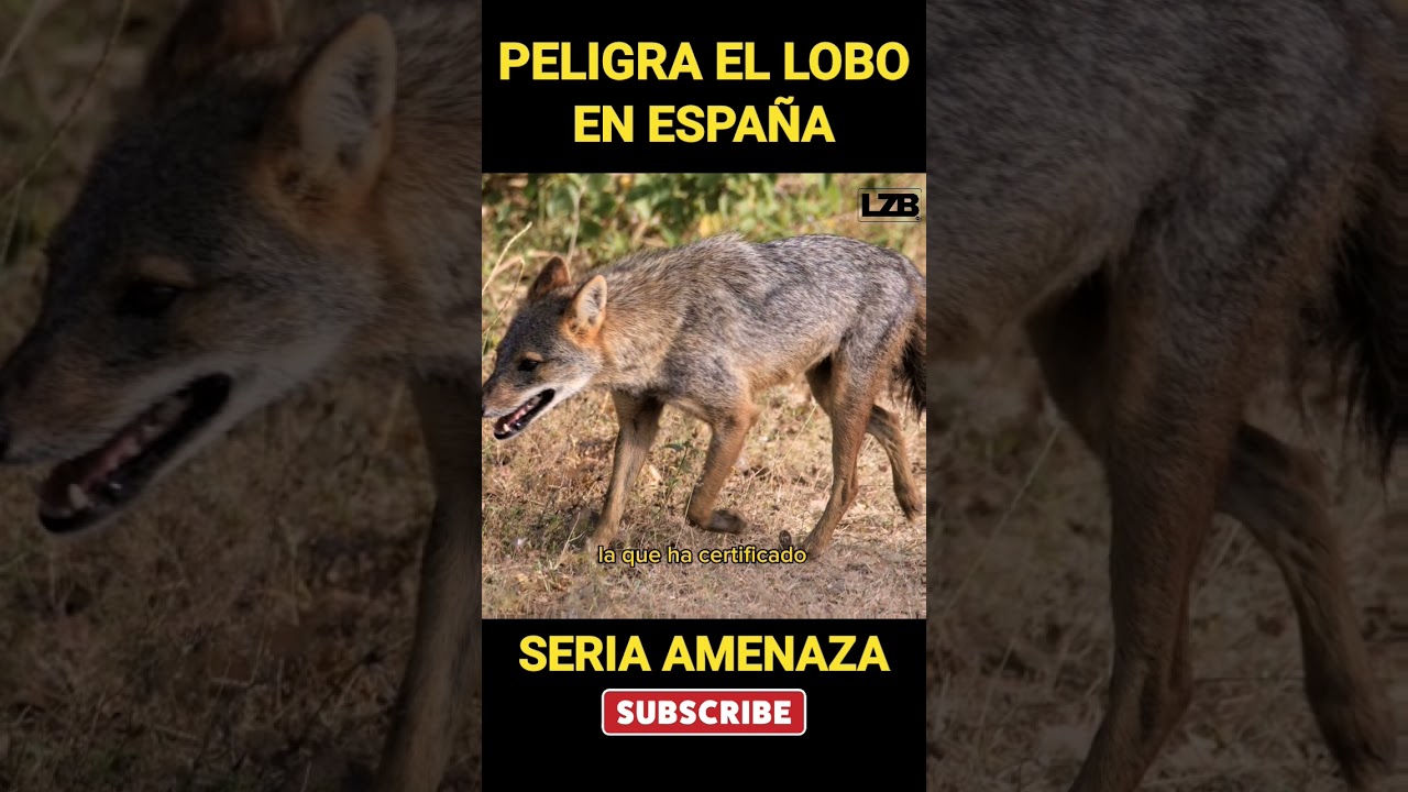 PELIGRA EL LOBO EN ESPAÑA!!
