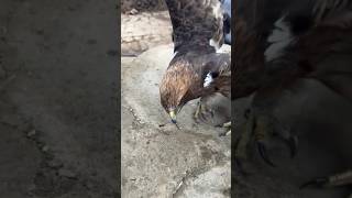 Nice Video Eagle Video