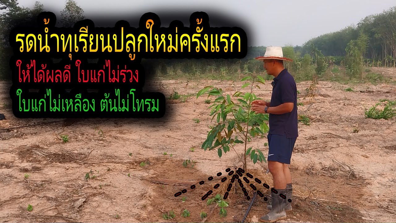 รดน้ำทุเรียนหลังปลูกใหม่ครั้งแรก ให้ได้ผลดี ใบแก่ไม่ร่วง ใบแก่ไม่เหลิอง