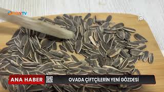 Ovada Çiftçilerin Yeni Gözdesi Resimi