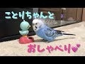 ことりちゃんとおしゃべりするインコのピピ Talking budgerigar [#040]