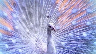 Handsome white peacock