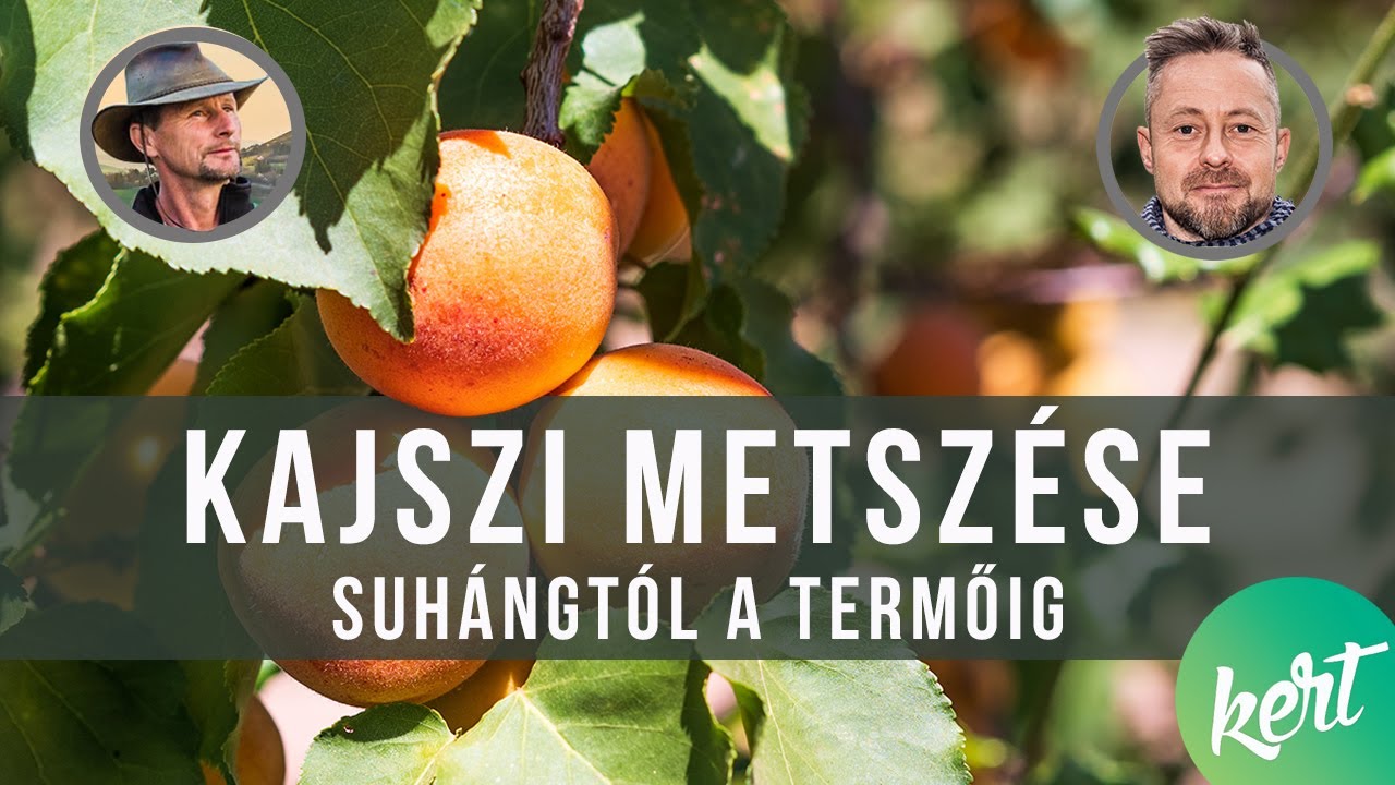 Kajszi metszése csemetétől termőig Kosztka Ernővel - 1 .rész  | kert TV metsző iskola