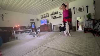 Heelwork training with Storm. by The dancing Border Collies 166 views 1 year ago 5 minutes, 21 seconds