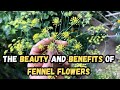 The Beauty and Benefits of Fennel Flowers 🌿💫 #fennel #flowers #flowergarden #garden #healthy #herbs