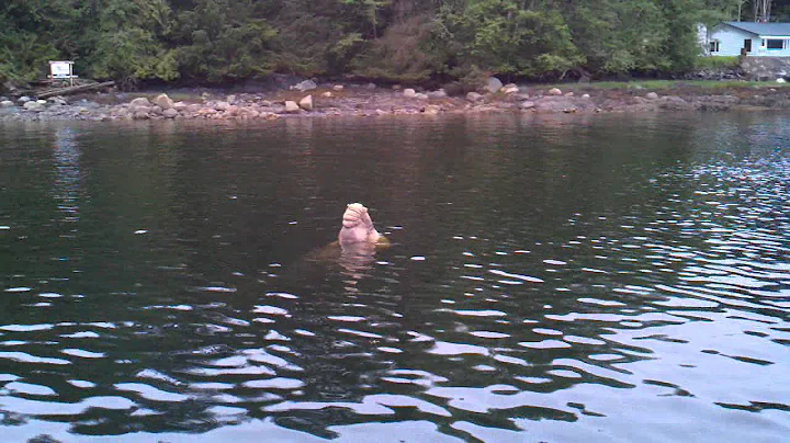 Elephant seal 3