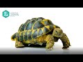 Biomimicry in Nature and Design
