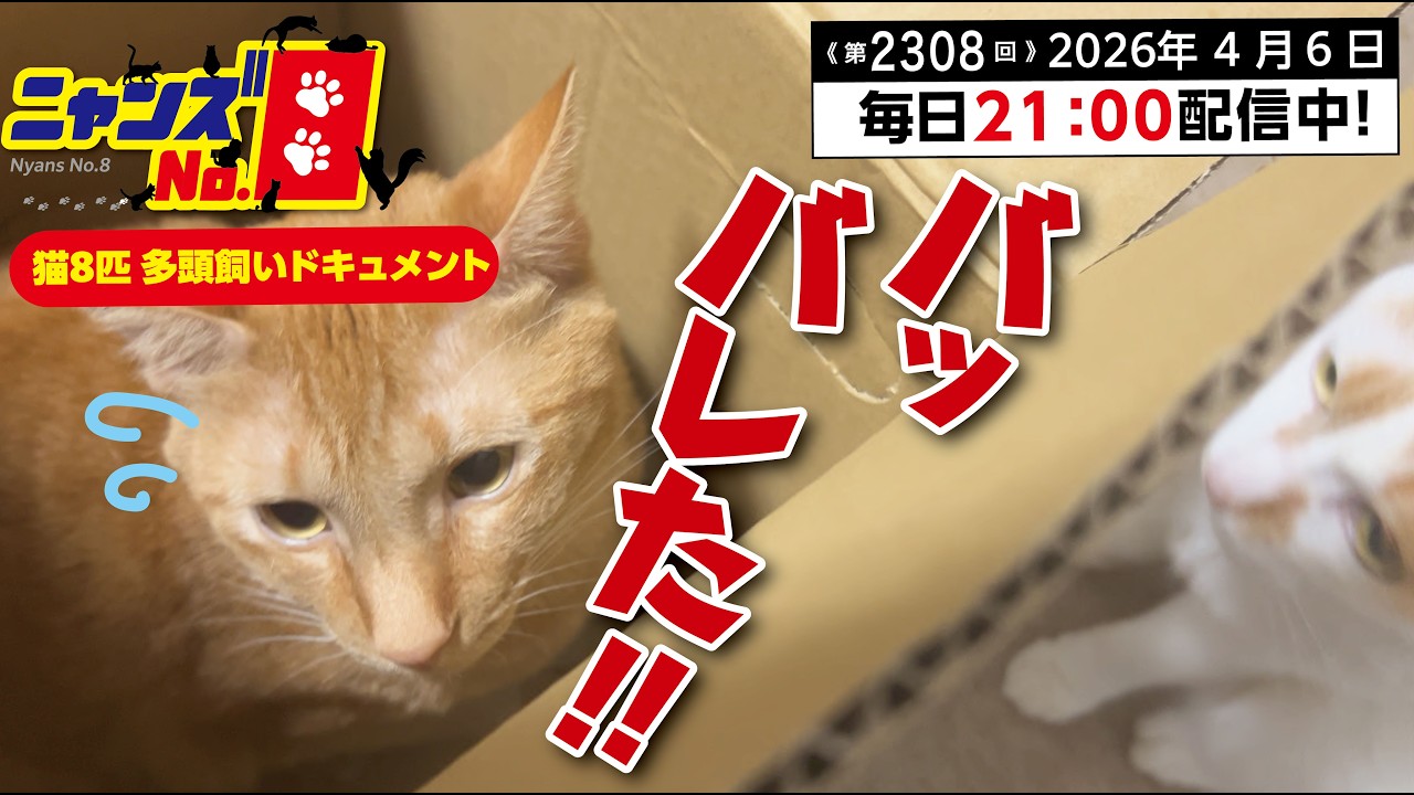 ネコ Episode 2308: I've been found out!! - YouTube