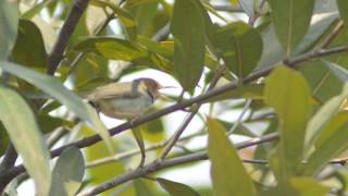 Master Prenjak Gacor Alam Liar Ala Pagiberkicau