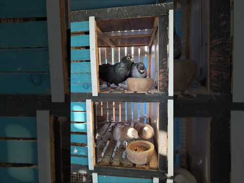 يوم غاوي الحمام فيلم قصير يوسف صبحي