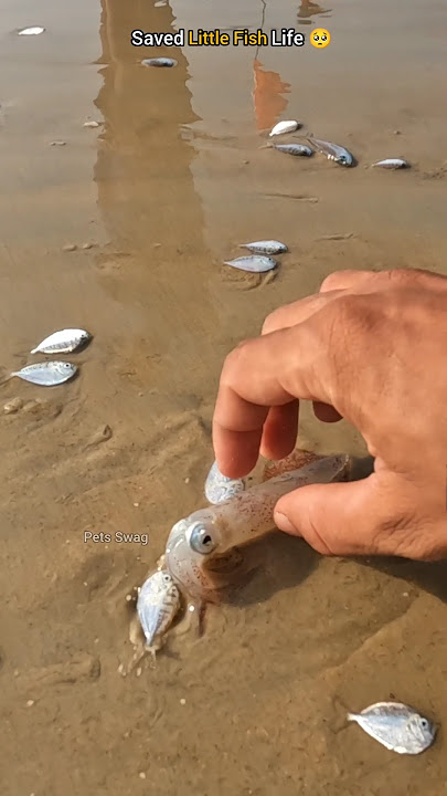 Small act, big impact: A rescue operation for a little fish 🥺