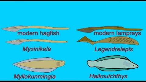 PL1: FOSSIL JAWLESS FISH