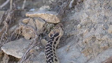 Stock Video - Gopher snake slithering through the wilderness
