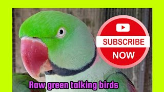 Raw talking green parrot bird raw talking and dancing parrot birds most beautiful parrot bird. by Birds Lover  74 views 3 months ago 1 minute, 36 seconds