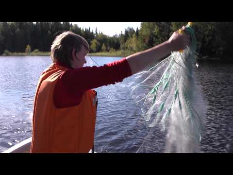 Video: Havsabborre - Kaloriinnehåll, Användbara Egenskaper, Beredning, Vitaminer