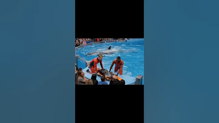 Every one is shocked #dolphin #orcas #jessica #shorts thumbnail