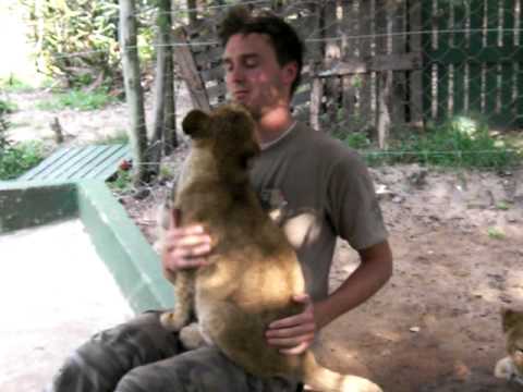 Lion Cubs hugs