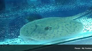 Beautiful Stingray aquarium fish | stingray aquarium home