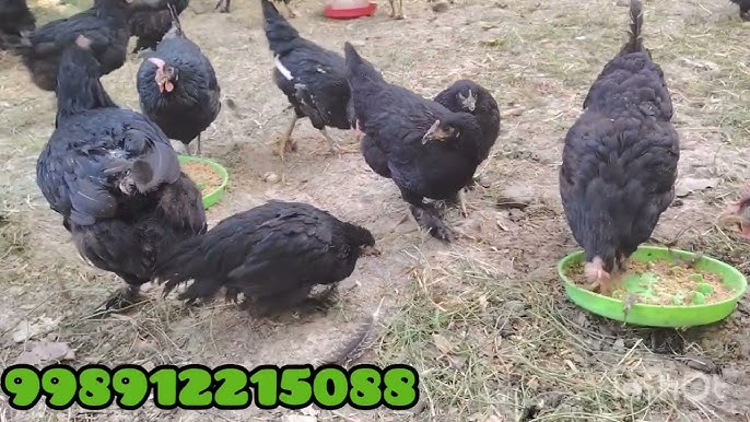 Rus jinsiy oral seks