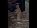 وكاين من دابه لا تحمل رزقها الله يرزقها حالات وتس عبد الرحمن مسعد وكاين من دابه لا تحمل رزقها الله يرزقها حالات وتس عبد الرحمن مسعد