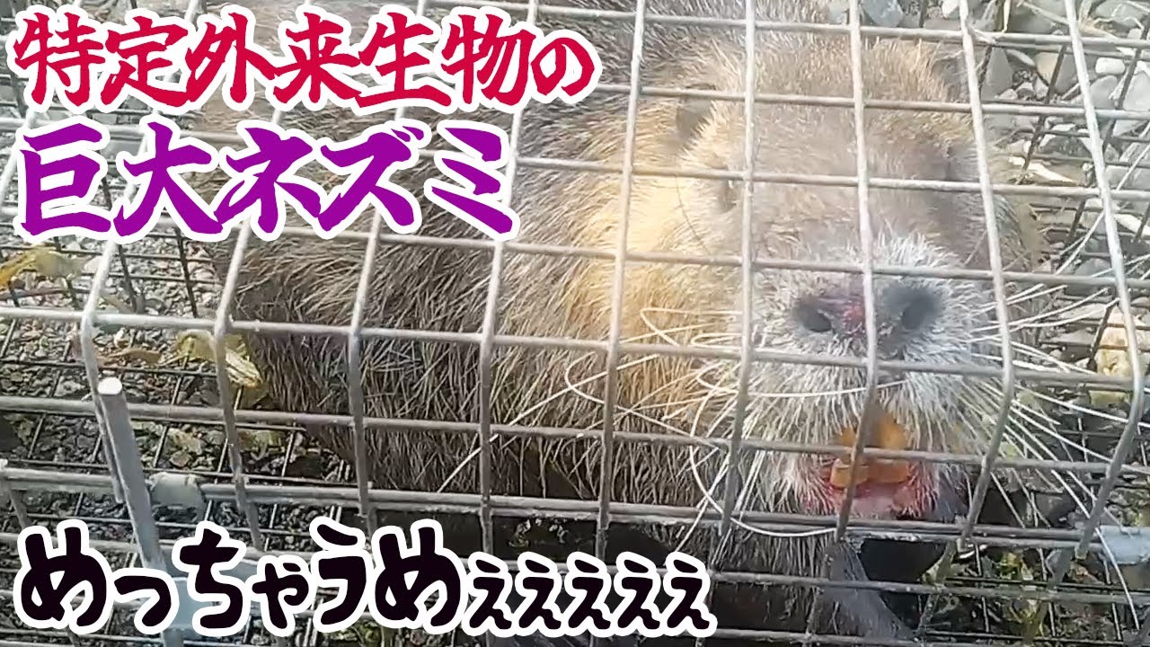 特定外来生物の巨大ネズミ、めっちゃうめぇぇぇぇぇ - YouTube