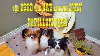 The Good The Bad and the Ugly Papillon Dogs