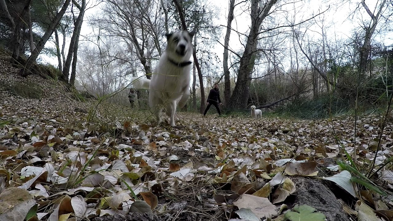 Blanqui i Jara al Riu Verd de Castalla, 15 desembre de 2017