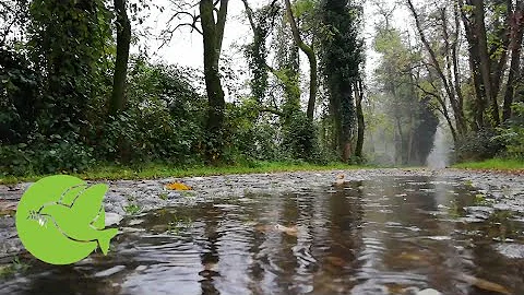 Soft Rain Sounds, Birds Chirping and Singing, Relaxation, Meditation, Nature Sounds - Stress Relief