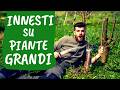 INNESTARE PIANTE GRANDI: come e quando si può fare
