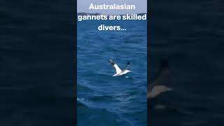 Australasian Gannet Fact #shorts