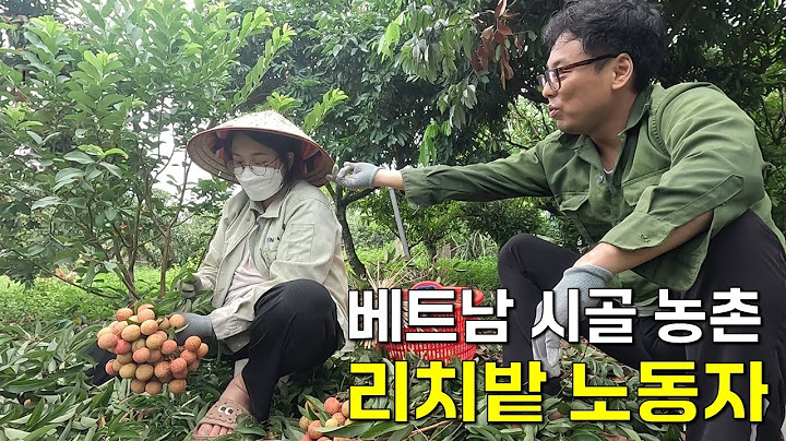 베트남 시골 농촌에서 리치를 따보았습니다.