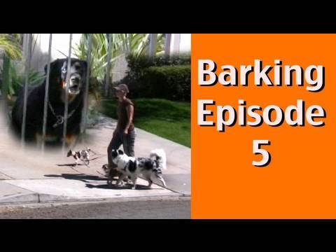 how to stop a dog from barking at the fence