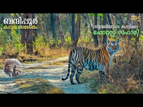 Forest Safari In Bandipur Tiger Reserve | JLR Safari Package | Karnataka Wildlife